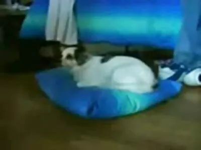Loira booty grande tem uma sessão de foda intensa com filme porno morenas brasileiras um garanhão pendurado